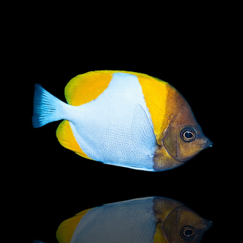 Coral And Fishstore - hemitaurichthys polyepsis - Pyramidenfalter Coral And Fishstore - hemitaurichthys polyepsis - Pyramidenfalter