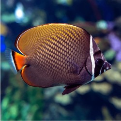 Coral and Fishstore - Chaetodon Collage, Weißkehl-Falterfisch