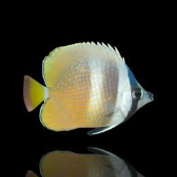 Chaetodon kleinii - Kleinii-Falterfisch | Coralandfishstore.nl
