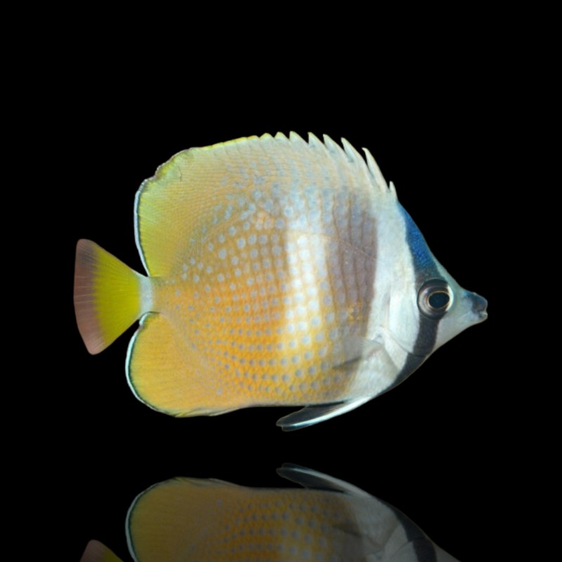 Chaetodon Kleinii (M)