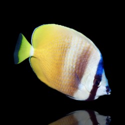 Chaetodon kleinii - Kleinii-Falterfisch | Coralandfishstore.nl