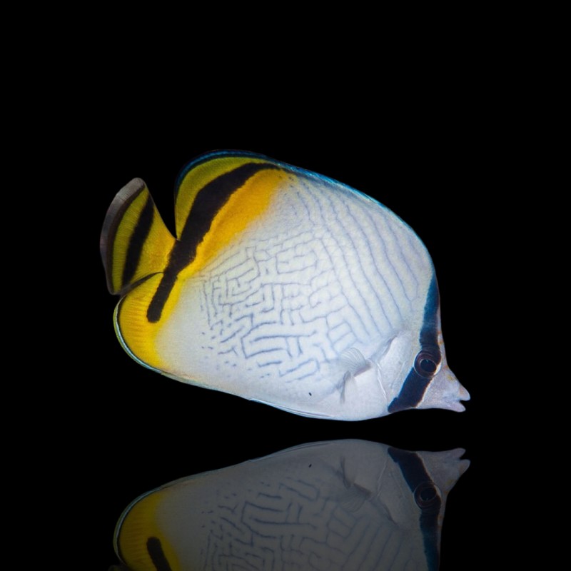 Möchten Sie Chaetodon vagabundus kaufen? | Coralandfishstore.nl Möchten Sie Chaetodon vagabundus kaufen? | Coralandfishstore.nl
