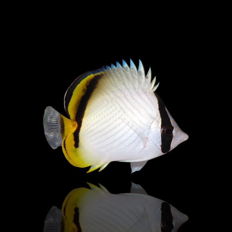 Möchten Sie Chaetodon vagabundus kaufen? | Coralandfishstore.nl Möchten Sie Chaetodon vagabundus kaufen? | Coralandfishstore.nl