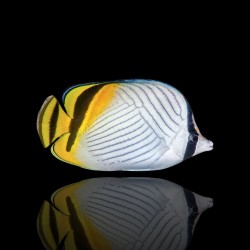 Möchten Sie Chaetodon vagabundus kaufen? | Coralandfishstore.nl