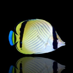 Möchten Sie Chaetodon vagabundus kaufen? | Coralandfishstore.nl