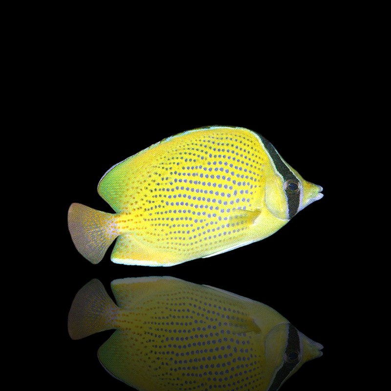 Koralle und Fishstore - Chaetodon Citrinellus - Gefleckter Falterfisch Koralle und Fishstore - Chaetodon Citrinellus - Gefleckter Falterfisch
