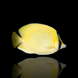 Coral And Fishstore - Chaetodon Citrinellus - Gestippelde koraalvlinder