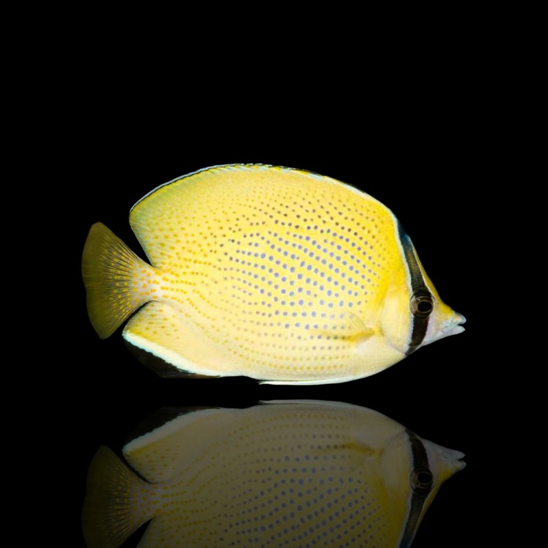 Koralle und Fishstore - Chaetodon Citrinellus - Gefleckter Falterfisch Koralle und Fishstore - Chaetodon Citrinellus - Gefleckter Falterfisch