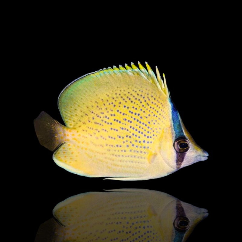 Koralle und Fishstore - Chaetodon Citrinellus - Gefleckter Falterfisch Koralle und Fishstore - Chaetodon Citrinellus - Gefleckter Falterfisch