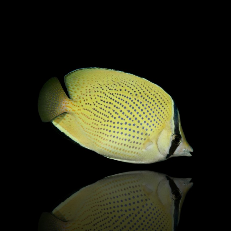 Koralle und Fishstore - Chaetodon Citrinellus - Gefleckter Falterfisch