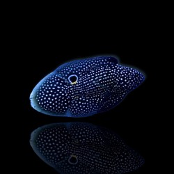 Calloplesiops Altivelis kopen?| Coralandfishstore.nl