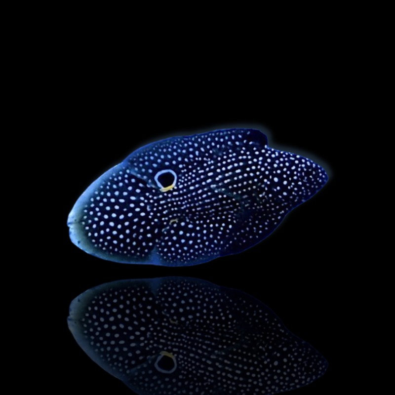 Möchten Sie Calloplesiops Altivelis kaufen?| Coralandfishstore.nl Möchten Sie Calloplesiops Altivelis kaufen?| Coralandfishstore.nl