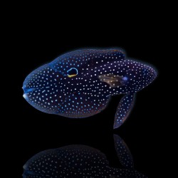 Möchten Sie Calloplesiops Altivelis kaufen?| Coralandfishstore.nl