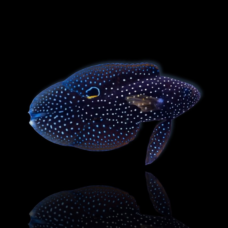 Möchten Sie Calloplesiops Altivelis kaufen?| Coralandfishstore.nl Möchten Sie Calloplesiops Altivelis kaufen?| Coralandfishstore.nl