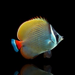 Bestellen Sie Chaetodon Collare (S)? l Coralandfishstore.nl