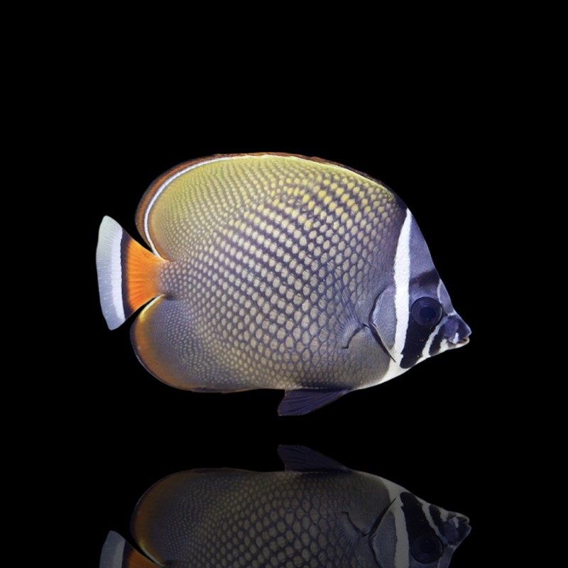 Bestellen Sie Chaetodon Collare (S)? l Coralandfishstore.nl Bestellen Sie Chaetodon Collare (S)? l Coralandfishstore.nl