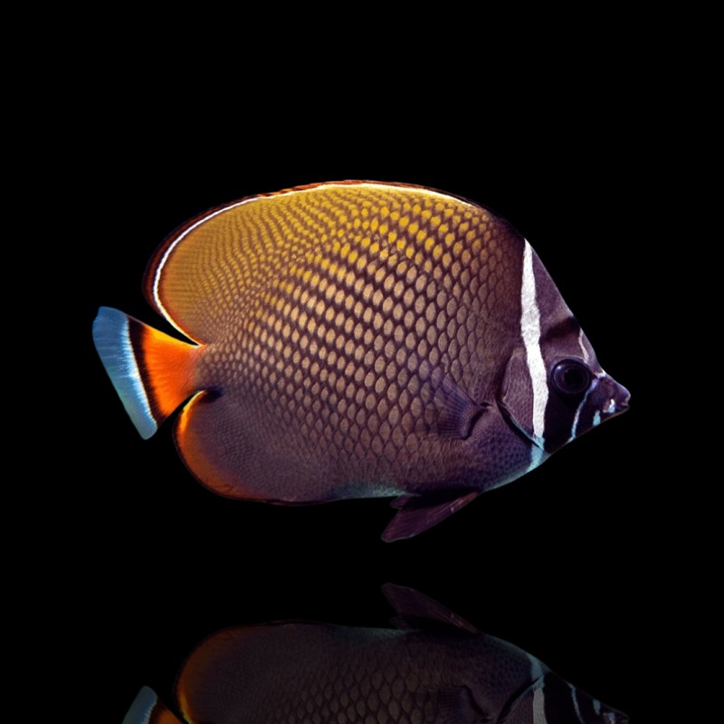 Bestellen Sie Chaetodon Collare (S)? l Coralandfishstore.nl Bestellen Sie Chaetodon Collare (S)? l Coralandfishstore.nl
