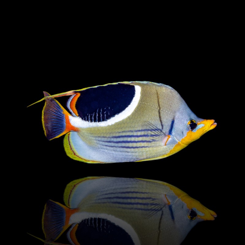 Korallen- und Fischladen - Chaetodon Ephippium Korallen- und Fischladen - Chaetodon Ephippium