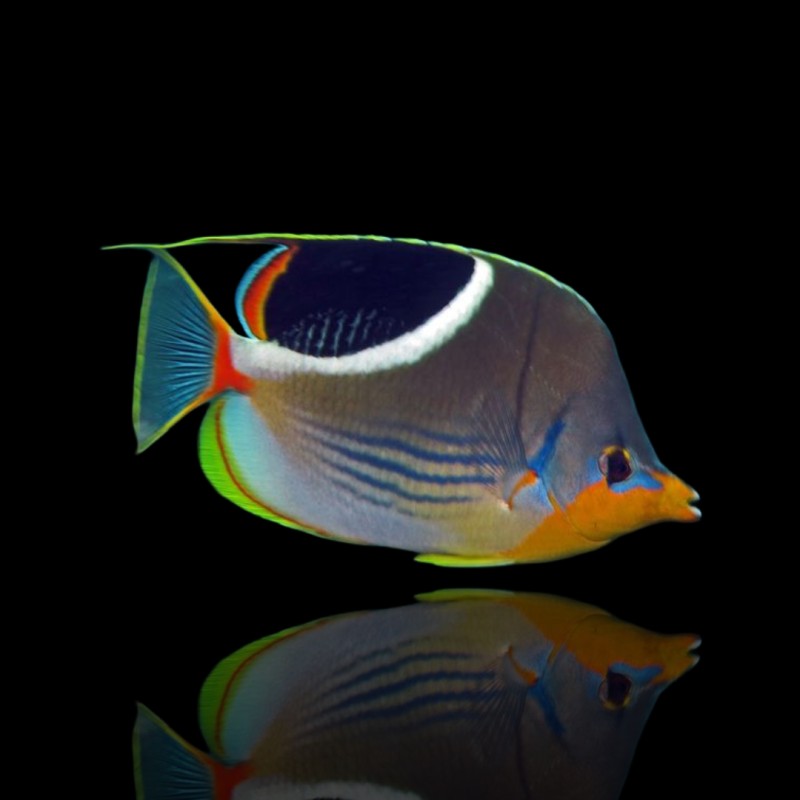 Korallen- und Fischladen - Chaetodon Ephippium Korallen- und Fischladen - Chaetodon Ephippium