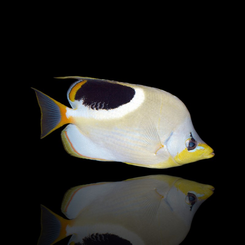 Korallen- und Fischladen - Chaetodon Ephippium