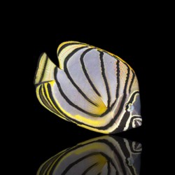 Acheter un Chaetodon Meyeri (poisson-papillon de Meyer) ? | Coralandfishstore.nl