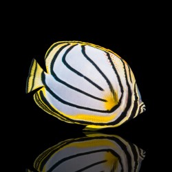 Chaetodon Meyeri - Meyers Falterfisch kaufen? | Coralandfishstore.nl