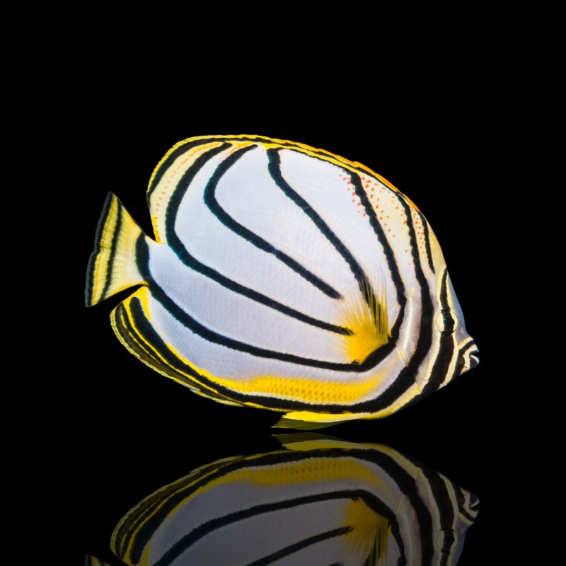 Chaetodon Meyeri - Meyers Falterfisch kaufen? | Coralandfishstore.nl Chaetodon Meyeri - Meyers Falterfisch kaufen? | Coralandfishstore.nl