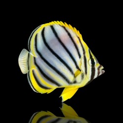 Acheter un Chaetodon Meyeri (poisson-papillon de Meyer) ? | Coralandfishstore.nl