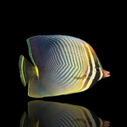 Korallen- und Fischladen - Chaetodon Baronesse - Dreieck-Falterfisch