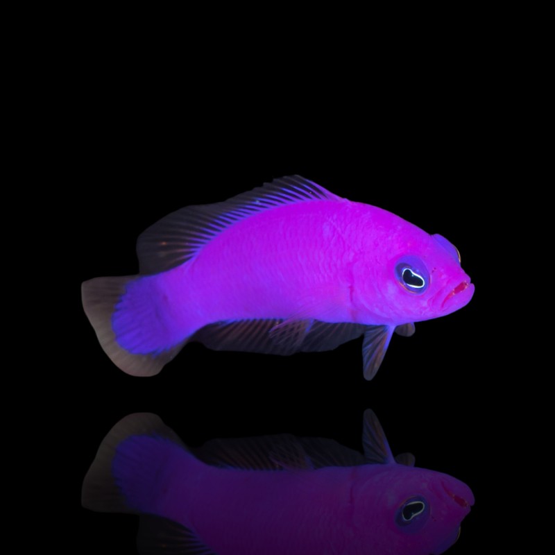 Möchten Sie Pictichromis Porphyrea kaufen? | Coralandfishstore.nl Möchten Sie Pictichromis Porphyrea kaufen? | Coralandfishstore.nl