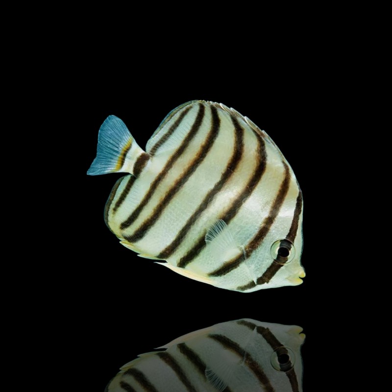 Coral And Fishstore - Chaetodon Octofasciatus - 8-Band-Falterfisch Coral And Fishstore - Chaetodon Octofasciatus - 8-Band-Falterfisch