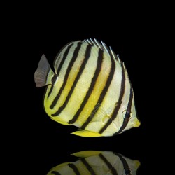 Coral And Fishstore - Chaetodon Octofasciatus - 8-Band-Falterfisch