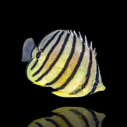 Coral And Fishstore - Chaetodon Octofasciatus - Poisson-papillon à 8 bandes