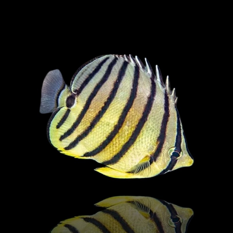Coral And Fishstore - Chaetodon Octofasciatus - 8-Band-Falterfisch Coral And Fishstore - Chaetodon Octofasciatus - 8-Band-Falterfisch