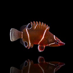 Wetmorella Albofasciata | Coralandfishstore.nl