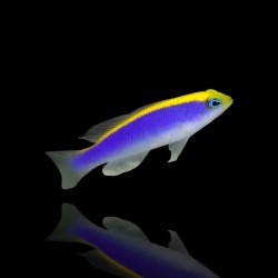 Pseudochromis Flavivertex | Coralandfishstore.nl