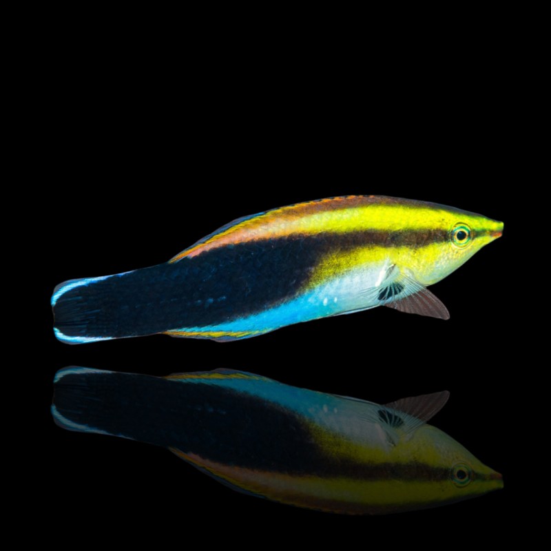 Labroides Pectoralis kaufen? | Coralandfishstore.nl Labroides Pectoralis kaufen? | Coralandfishstore.nl