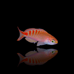 Vous souhaitez acheter un Mirolabrichthys Lori ? | Coralandfishstore.nl