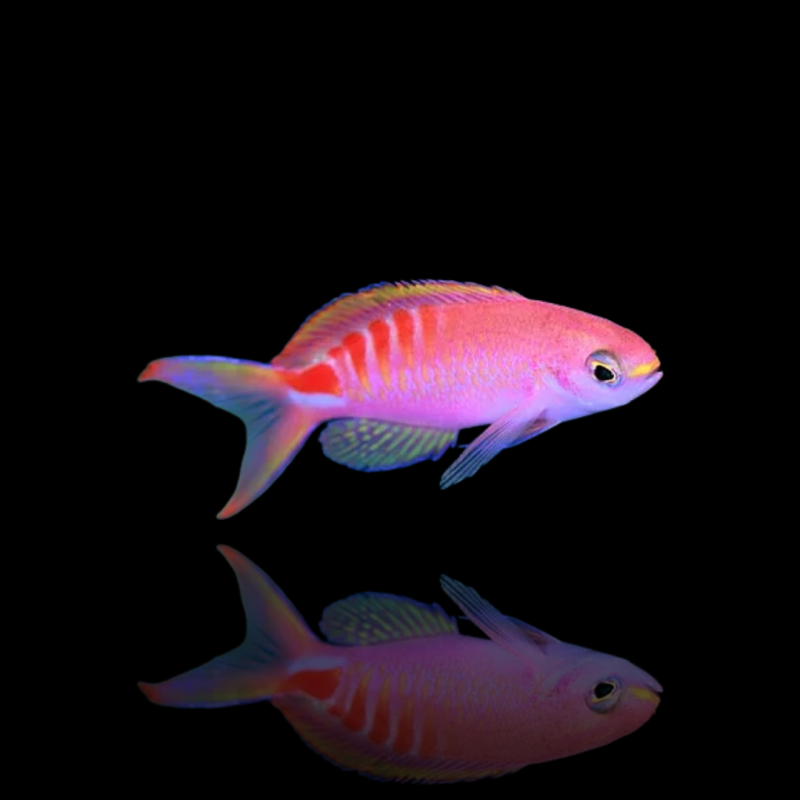 Vous souhaitez acheter un Mirolabrichthys Lori ? | Coralandfishstore.nl Vous souhaitez acheter un Mirolabrichthys Lori ? | Coralandfishstore.nl