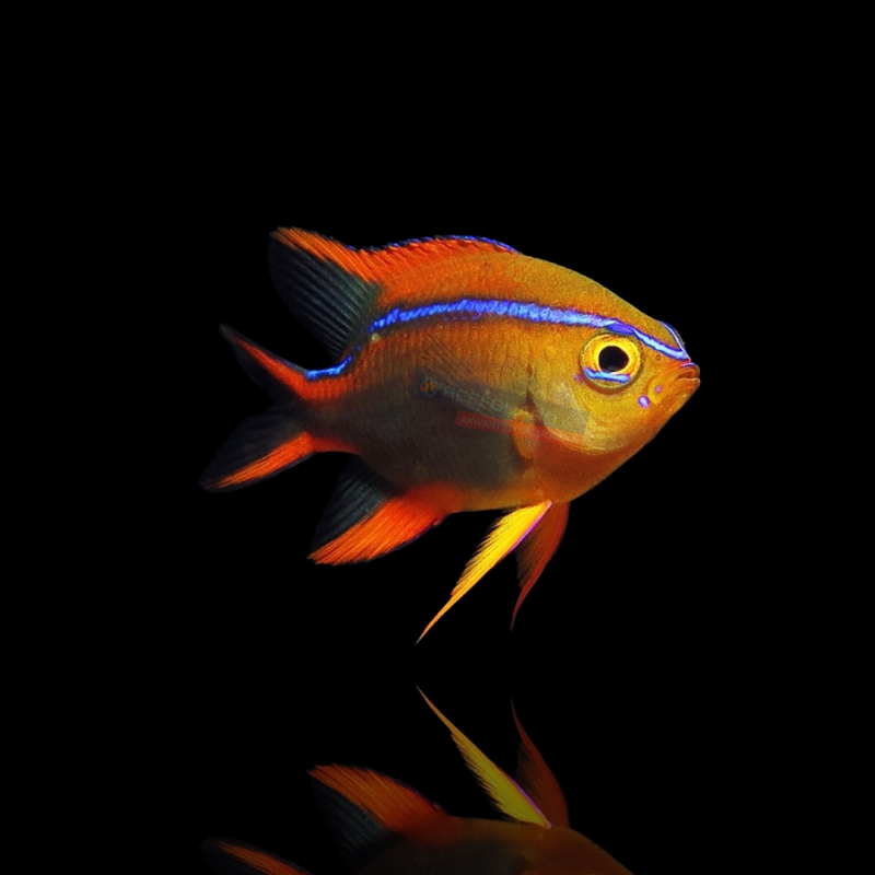 Vous souhaitez acheter du Neoglyphidodon Crossi ? | Coralandfishstore.nl