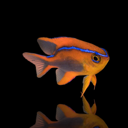 Möchten Sie Neoglyphidodon Crossi kaufen? | Coralandfishstore.nl