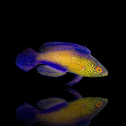 Cirrhilabrus Rhomboidalis | Coralandfishstore.nl