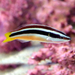 Diproctacanthe Xanthurus | Coralandfishstore.nl