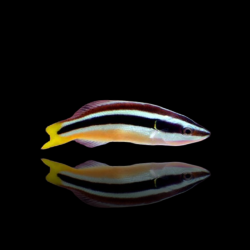 Diproctacanthus Xanthurus | Coralandfishstore.nl