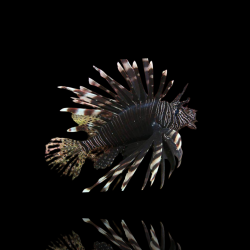 Möchten Sie Pterois Volitans Black kaufen? | Coralandfishstore.nl