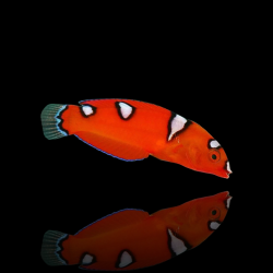 Coris Gaimard | Coralandfishstore.nl