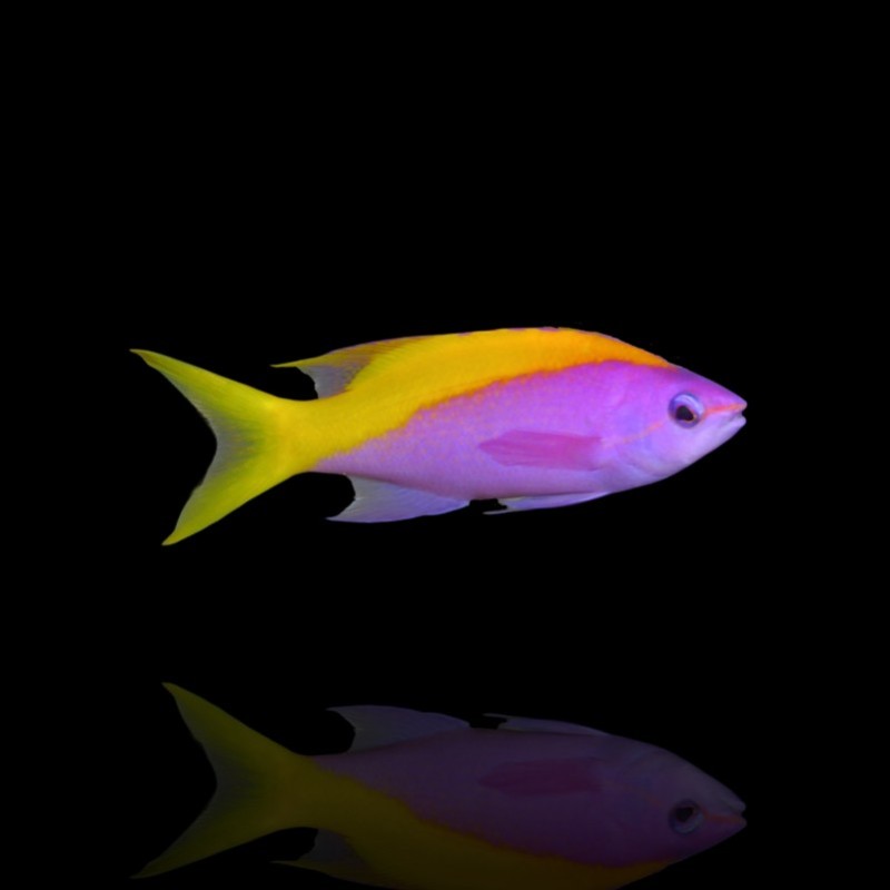 Vous souhaitez acheter du Mirolabrichthys Evansi ? | Coralandfishstore.nl