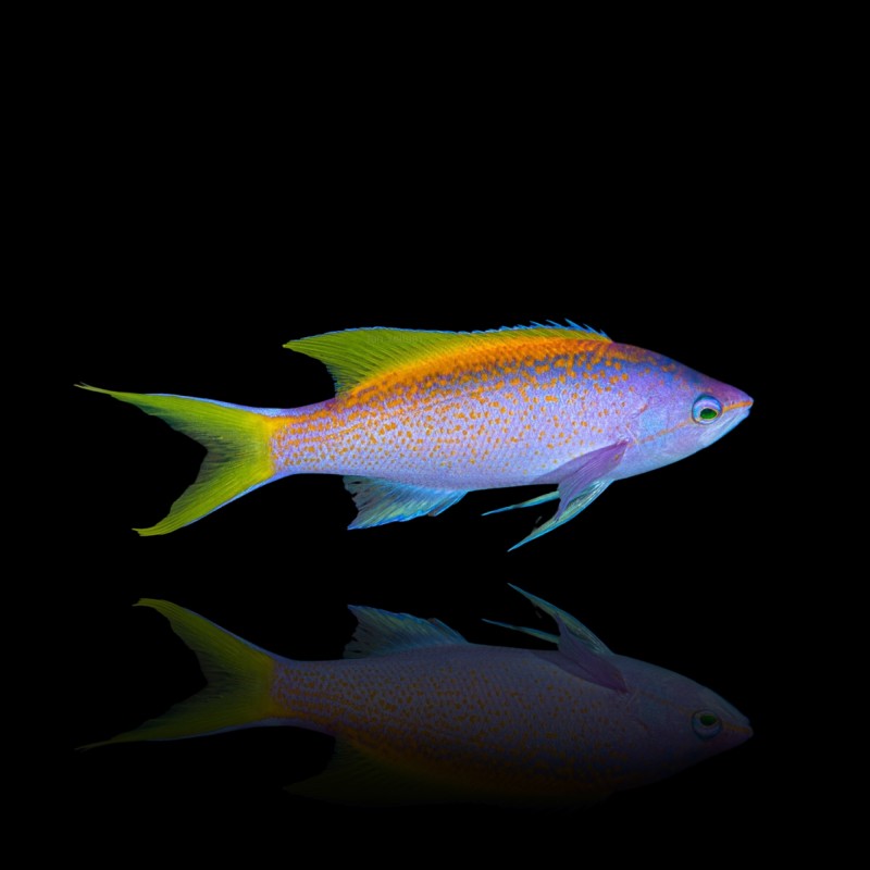 Vous souhaitez acheter du Mirolabrichthys Evansi ? | Coralandfishstore.nl Vous souhaitez acheter du Mirolabrichthys Evansi ? | Coralandfishstore.nl