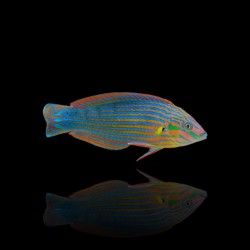 Halichoeres melanurus kaufen? | Coralandfishstore.nl