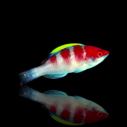 Cirrhilabrus Filamentosus | Coralandfishstore.nl